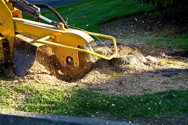 The Steps Involved in Our Tree Care Process in Arroyo Seco, NM